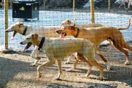 Honden trainingsmolen SIGMA 4 drijfhekken 10 tot 14 meter
