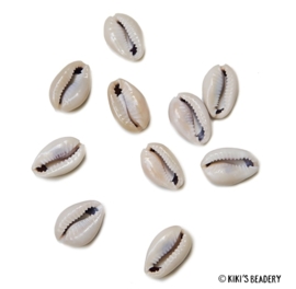 10 kauri schelpen ca 18/20 x 13/14mm