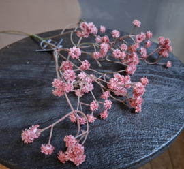 Gipskruid rose