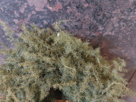 Krans asparagus