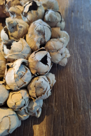 Krans coco fruit old green