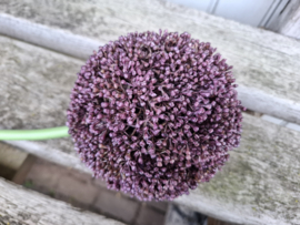 Allium bol