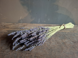 Bosje lavendel