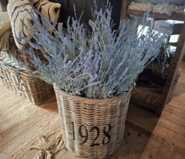 Lavendel