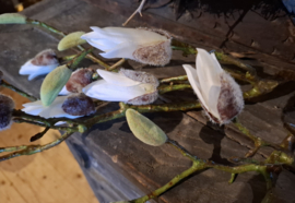 Magnolia tak wit