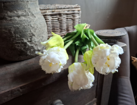 Bosje witte papegaai tulpen