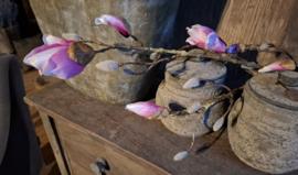 Magnolia tak rose