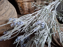 Lavendel