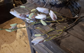Magnolia tak wit