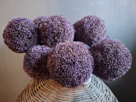 Allium bol