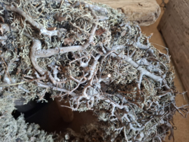 Krans Grey moss