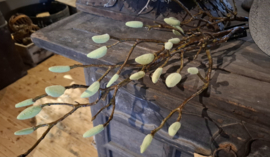 Magnolia tak groen