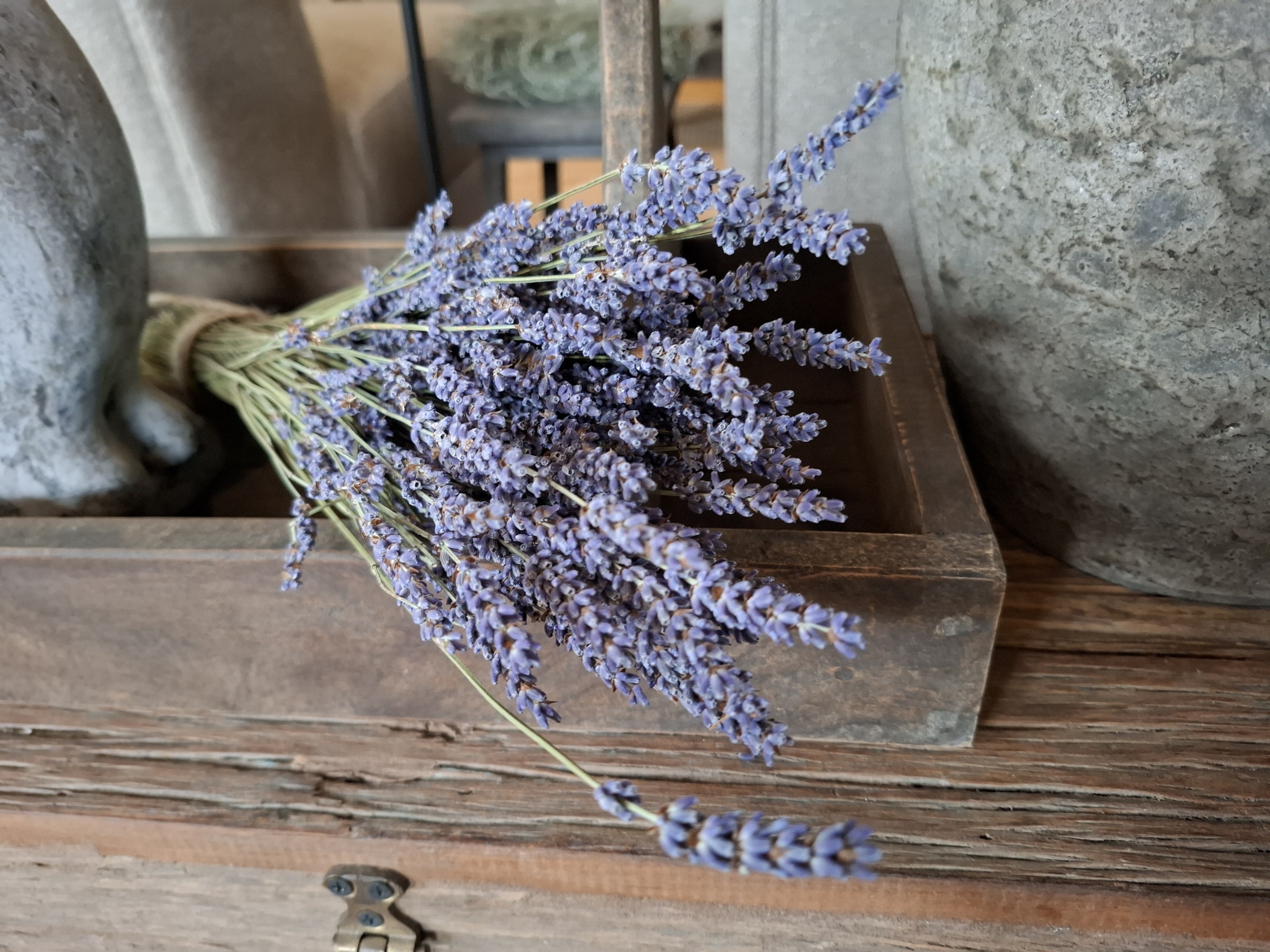 Bosje Lavendel