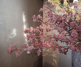 Prunus fuchsia