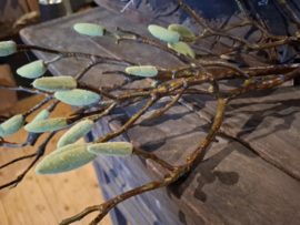 Magnolia tak groen