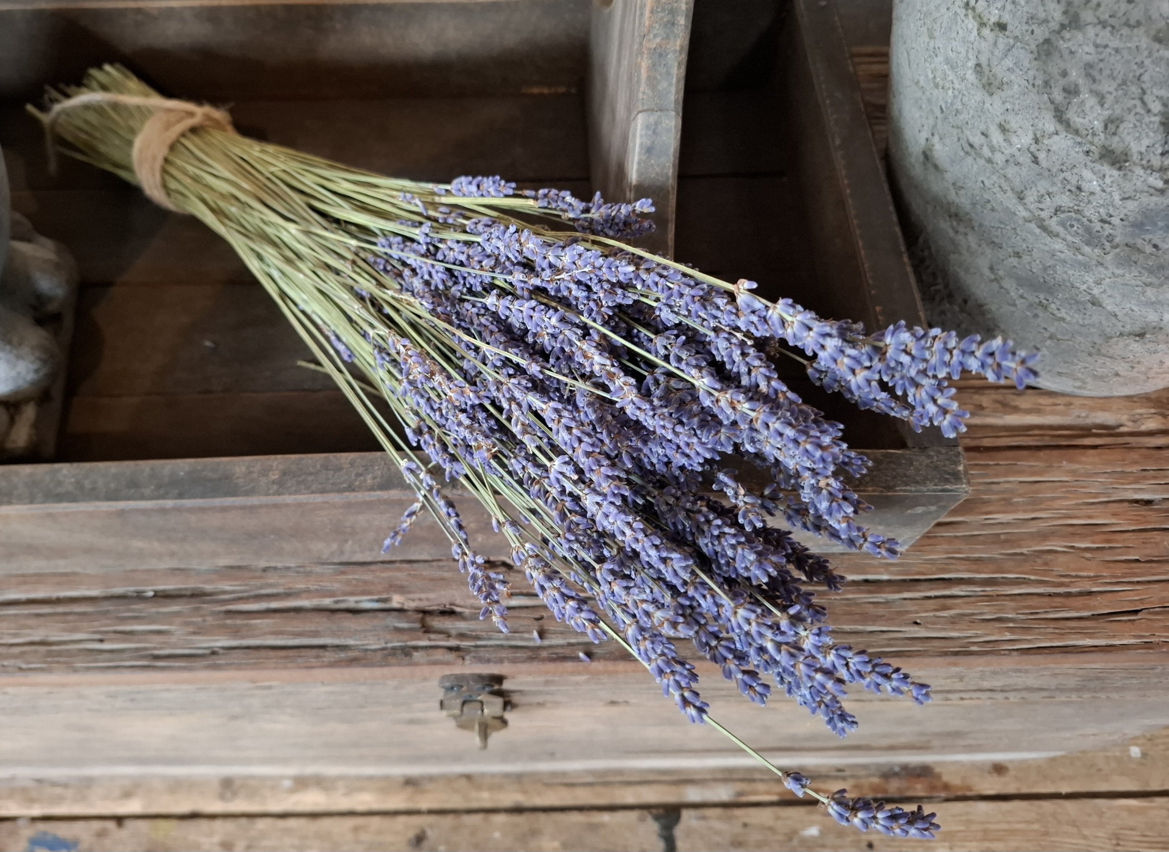 Bosje Lavendel