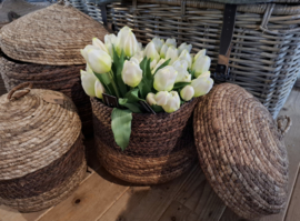 Bosje witte tulpen