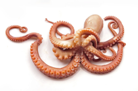 Inktvis Octopus Tentakels