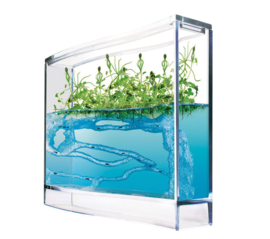 Antquarium - Mieren terratium