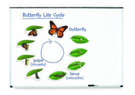Learning Resources - Reuze - Magnetische - Levenscyclus - Van - Een - Vlinder