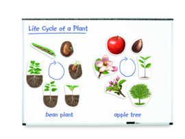 Learning Resources - Reuze - Magnetische - Levenscyclus - Van - Een - Plant