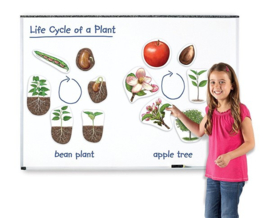 Learning Resources - Reuze - Magnetische - Levenscyclus - Van - Een - Plant