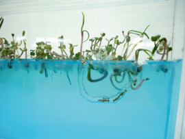 Antquarium - Mieren terratium