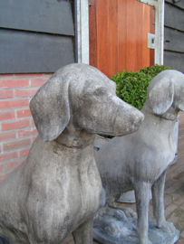 Beeld zittende hond