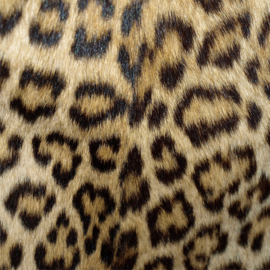 Flex Animal skin Panther