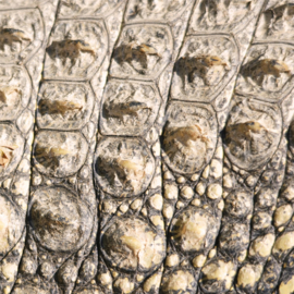 Flex Animal skin Crocodile