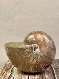 Nautilus Fossiel
