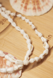Shell Beads