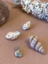 Sterling Silver Sea Shell Pendant