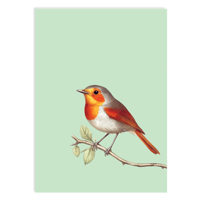 Ansichtkaart 'Robin'