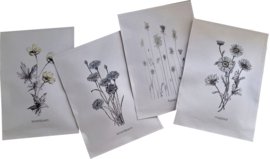 Geursachet Craft Korenbloem