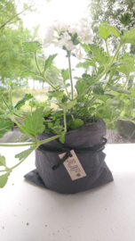 Plantbag small antraciet/zwart