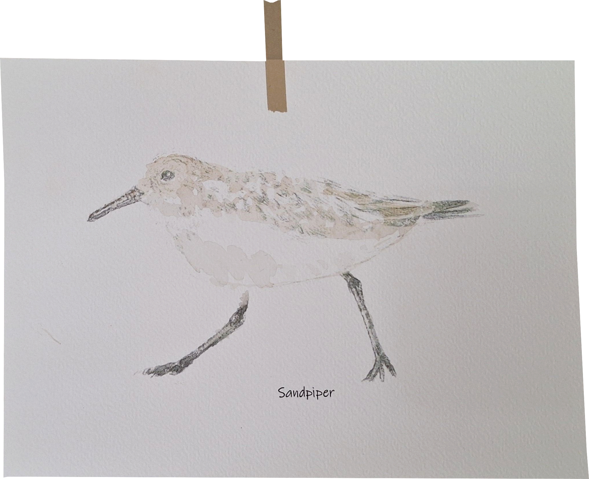 Sandpiper  A5