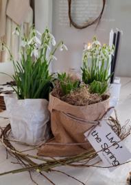 Paper plantbag Livin the Spring