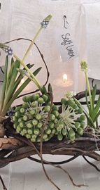 Handmade krans kronkelwilg