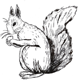 Cotton Animal Squirrel