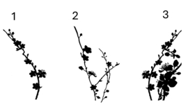 Canvaslijst Cherry Blossom