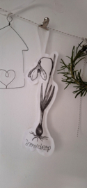 Cotton Plant Snowdrop