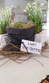 Paper plantbag Livin the Spring
