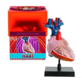 Ein-O Anatomie - Hart