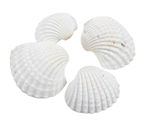 Witte Schelpen