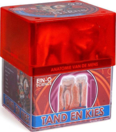 Ein-O Anatomie - Tand en Kies