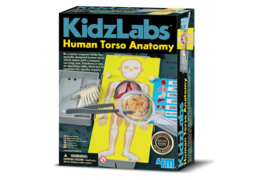 KidzLabs - Torso