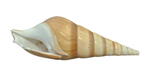 Tibia Schelpen