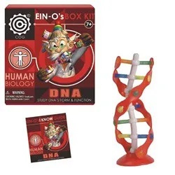 Ein-O Mens - DNA