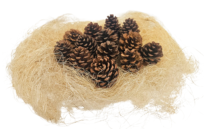 Sisal